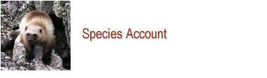 Species Account
