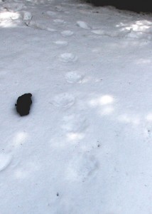 Wolverine Tracks - Wallowa-Whitman Wolverine Project