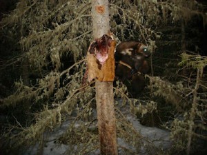 Wolverine: "Stormy"