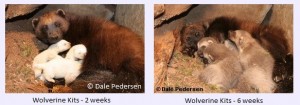 wolverine kits