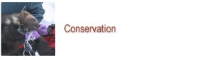 Wolverine Conservation